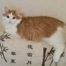 Подробнее об объявлении «Верхняя Сысерть Пропал кот рыже-белый на даче» Фото: пропала кошка  «Верхняя Сысерть Пропал кот рыже-белый на даче» в г. Верхняя Сысерть