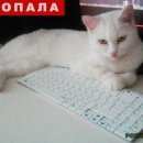 Подробнее об объявлении «Москва Пропала кошка» Фото: пропала кошка  «Москва Пропала кошка» в г. Москва