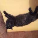 Подробнее об объявлении «Пропала кошка Кемерово» Фото: пропала кошка Британская длинношерстная «Пропала кошка Кемерово» в г. Кемерово