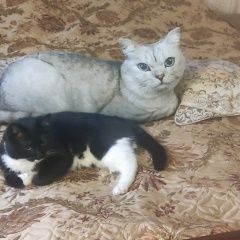 ����: ������� �����  ������� ��� �����-����� ���, �������������� ������ � �. ������