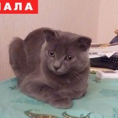 Подробнее об объявлении «Пропала кошка котенок Краснодар» Фото: пропала кошка Британская короткошерстная «Пропала кошка котенок Краснодар» в г. Краснодар