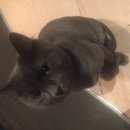 Подробнее об объявлении «Мытищи Пропал кот» Фото: пропала кошка  «Мытищи Пропал кот» в г. Мытищи