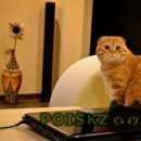 Подробнее об объявлении «Пропал кот в районе снт лесное-ватутинк Троицк» Фото: пропала кошка Шотландская вислоухая «Пропал кот в районе снт лесное-ватутинк Троицк» в г. Троицк