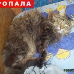 Подробнее об объявлении «Иваново Пропал кот» Фото: пропала кошка  «Иваново Пропал кот» в г. Иваново