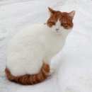 Подробнее об объявлении «Москва Пропал кот в посёлке шишкин лес» Фото: пропала кошка  «Москва Пропал кот в посёлке шишкин лес» в г. Москва