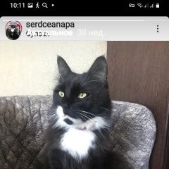 Подробнее об объявлении «Пропал кот в су псехе анапский район, бу Анапа» Фото: пропала кошка  «Пропал кот в су псехе анапский район, бу Анапа» в г. Анапа