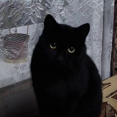Подробнее об объявлении «Пропал кот Пермь» Фото: пропала кошка  «Пропал кот Пермь» в г. Пермь