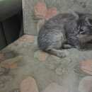 Подробнее об объявлении «Подольск Пропала кошка силикатная» Фото: пропала кошка  «Подольск Пропала кошка силикатная» в г. Подольск