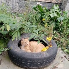 Подробнее об объявлении «Пропал кот по кличке рудик Барыбино» Фото: пропала кошка  «Пропал кот по кличке рудик Барыбино» в г. Барыбино