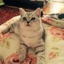 Подробнее об объявлении «Подольск Пропала кошка» Фото: пропала кошка Британская длинношерстная «Подольск Пропала кошка» в г. Подольск