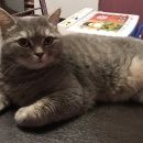 Подробнее об объявлении «Пропала кошка Голицыно (Московская обл.)» Фото: пропала кошка Британская короткошерстная «Пропала кошка Голицыно (Московская обл.)» в г. Голицыно (Московская обл.)