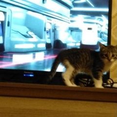 Подробнее об объявлении «Москва Пропала кошка котенок девочка» Фото: пропала кошка  «Москва Пропала кошка котенок девочка» в г. Москва