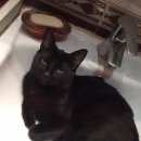 Подробнее об объявлении «Москва Пропал кот славянский бульвар.» Фото: пропала кошка  «Москва Пропал кот славянский бульвар.» в г. Москва