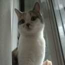 Подробнее об объявлении «Пропала кошка Томск» Фото: пропала кошка  «Пропала кошка Томск» в г. Томск