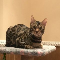 Подробнее об объявлении «Пропал кот бенгальский кот Москва» Фото: пропала кошка Бенгальская «Пропал кот бенгальский кот Москва» в г. Москва