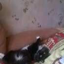 Подробнее об объявлении «Коломна Пропал кот» Фото: пропала кошка  «Коломна Пропал кот» в г. Коломна