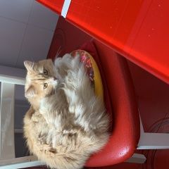 Подробнее об объявлении «Пропал кот зовут жорик Подольск» Фото: пропала кошка  «Пропал кот зовут жорик Подольск» в г. Подольск