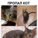 Подробнее об объявлении «Хабаровск Пропал кот» Фото: пропала кошка  «Хабаровск Пропал кот» в г. Хабаровск