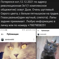 Картинка пропала кошка В городе Тольятти исчез котик. Тольятти