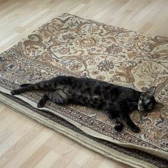 Подробнее об объявлении «Пропал кот Волжск» Фото: пропала кошка Бенгальская кошка «Пропал кот Волжск» в г. Волжск