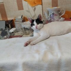 Подробнее об объявлении «Пропал кот. Ярославль» Фото: пропала кошка  «Пропал кот. Ярославль» в г. Ярославль