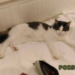 Подробнее об объявлении «Пропала кошка Балашиха» Фото: пропала кошка  «Пропала кошка Балашиха» в г. Балашиха
