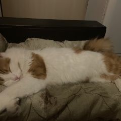 Подробнее об объявлении «Пропал кот Москва» Фото: пропала кошка  «Пропал кот Москва» в г. Москва
