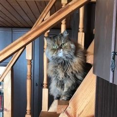 Подробнее об объявлении «Пропала кошка Чехов» Фото: пропала кошка Персидская кошка «Пропала кошка Чехов» в г. Чехов