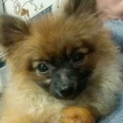 Подробнее об объявлении «Магнитогорск Пропала собака кобель» Фото: пропала собака Померанский шпиц «Магнитогорск Пропала собака кобель» в г. Магнитогорск