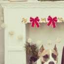 Подробнее об объявлении «Самара Пропала собака» Фото: пропала собака  «Самара Пропала собака» в г. Самара