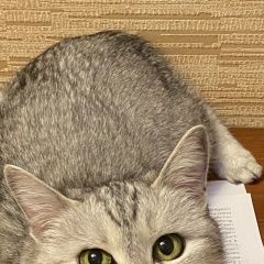 Подробнее об объявлении «Пропала кошка просьба вернуть за вознаграждение Пенза» Фото: пропала кошка Британская короткошерстная кошка «Пропала кошка просьба вернуть за вознаграждение...» в г. Пенза