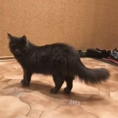 Подробнее об объявлении «Пропала кошка Королев» Фото: пропала кошка  «Пропала кошка Королев» в г. Королев