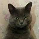 Подробнее об объявлении «Липецк Пропал кот» Фото: пропала кошка Британская короткошерстная «Липецк Пропал кот» в г. Липецк