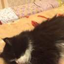 Подробнее об объявлении «Омск Пропал кот и кот ник и кошка маша» Фото: пропала кошка Персидская «Омск Пропал кот и кот ник и кошка маша» в г. Омск