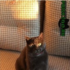 Подробнее об объявлении «Пропал кот Зеленоград» Фото: пропала кошка Русская голубая «Пропал кот Зеленоград» в г. Зеленоград