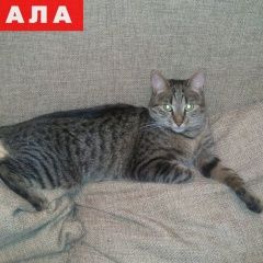 Подробнее об объявлении «Химки Пропала кошка» Фото: пропала кошка  «Химки Пропала кошка» в г. Химки
