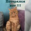 Подробнее об объявлении «Пропал кот Ставрополь» Фото: пропала кошка  «Пропал кот Ставрополь» в г. Ставрополь