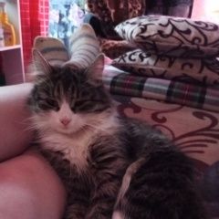 Подробнее об объявлении «Пропала кошка Санкт-Петербург» Фото: пропала кошка  «Пропала кошка Санкт-Петербург» в г. Санкт-Петербург