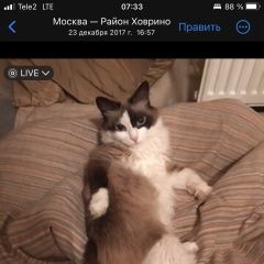 Подробнее об объявлении «Пропала кошка поиски не успешны Великие Луки» Фото: пропала кошка Рэгдолл «Пропала кошка поиски не успешны Великие Луки» в г. Великие Луки