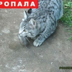 Подробнее об объявлении «Нижний Новгород Пропал кот» Фото: пропала кошка  «Нижний Новгород Пропал кот» в г. Нижний Новгород