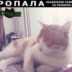 Подробнее об объявлении «Севастополь Пропал кот домашний кот не кастрированный» Фото: пропала кошка  «Севастополь Пропал кот домашний кот не...» в г. Севастополь