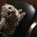 Подробнее об объявлении «Пропал кот Можайск» Фото: пропала кошка Британская длинношерстная «Пропал кот Можайск» в г. Можайск