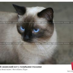 Подробнее об объявлении «Нижний Новгород Пропала кошка сиамская» Фото: пропала кошка Сиамская «Нижний Новгород Пропала кошка сиамская» в г. Нижний Новгород
