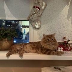 Подробнее об объявлении «Пропал кот Орел» Фото: пропала кошка  «Пропал кот Орел» в г. Орел