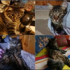 Подробнее об объявлении «Пропал кот  помогите найти члена семьи  Электросталь» Фото: пропала кошка  «Пропал кот  помогите найти члена семьи...» в г. Электросталь