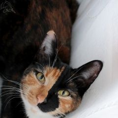 Подробнее об объявлении «Пропала кошка Одинцово» Фото: пропала кошка  «Пропала кошка Одинцово» в г. Одинцово