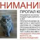 Подробнее об объявлении «Нижний Новгород Пропал кот, в районе ул. ванеева» Фото: пропала кошка  «Нижний Новгород Пропал кот, в районе ул. ванеева» в г. Нижний Новгород
