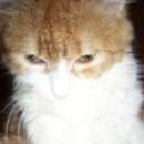 Подробнее об объявлении «Адлер Пропала кошка рыжая с белым.» Фото: пропала кошка  «Адлер Пропала кошка рыжая с белым.» в г. Адлер