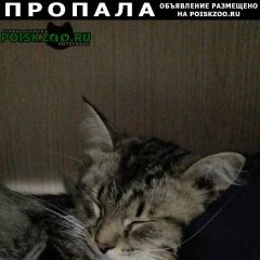 Подробнее об объявлении «Пропал кот Экибастуз» Фото: пропала кошка  «Пропал кот Экибастуз» в г. Экибастуз