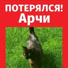 Подробнее об объявлении «Пропал кот Москва» Фото: пропала кошка  «Пропал кот Москва» в г. Москва
